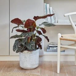 Tivoli Planter Cement H25Cm D26Cm -FruitHaven Shop 152547 1