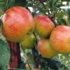 Apple 'Pixie' (Organic) 1 Apple 'Pixie' (Organic) -FruitHaven Shop 783660