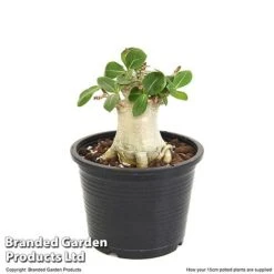 Adenium 'Ansu Baobab' 7 Adenium 'Ansu Baobab' -FruitHaven Shop ADEN BAOBA15CM T49835