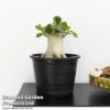 Adenium 'Ansu Baobab' 2 Adenium 'Ansu Baobab' -FruitHaven Shop ADEN BAOBAB T49836
