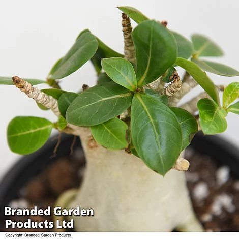 Adenium 'Ansu Baobab' 4 Adenium 'Ansu Baobab' - Image 2