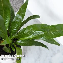 FruitHaven Shop -FruitHaven Shop AGLA CORONANS T43907