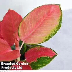 Aglaonema Orange Star 5 Aglaonema Orange Star -FruitHaven Shop AGLA ORANGESTA T39479