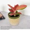 Aglaonema Orange Star -FruitHaven Shop AGLA ORANGESTA T39481