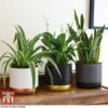 Air Purifying Houseplant Collection 2 Air Purifying Houseplant Collection -FruitHaven Shop AIR kb3599 B