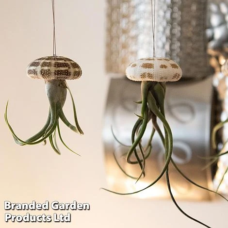 FruitHaven Shop -FruitHaven Shop AIRP SEAURCH3