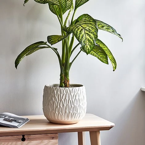 Arles Leaf Embossed White Planter H20Cm W22Cm 4 Arles Leaf Embossed White Planter H20Cm W22Cm - Image 2
