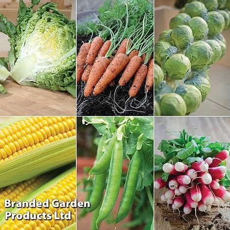 FruitHaven Shop -FruitHaven Shop ALLO KC9289 A