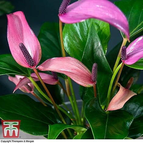 Anthurium Aqua - Gift 9 Anthurium Aqua - Gift - Image 7