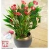 Anthurium 'Million Flower' - Gift 1 Anthurium 'Million Flower' - Gift -FruitHaven Shop ANTH KC5982 A