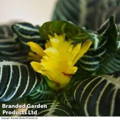 Aphelandra Squarrosa -FruitHaven Shop APHE SQUARROSA T41683