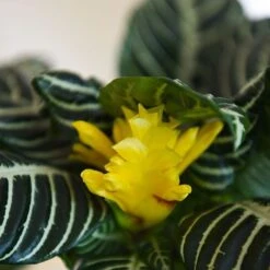 Aphelandra Squarrosa -FruitHaven Shop APHE SQUARROSA T41684