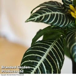 Aphelandra Squarrosa -FruitHaven Shop APHE SQUARROSA T41685