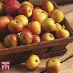 Apple 'Cox's Orange Pippin' -FruitHaven Shop APPL CWW3231 B