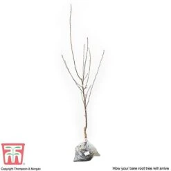 Apple 'Cox's Orange Pippin' -FruitHaven Shop APPL CWW3231 C