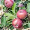 Apple 'Spartan' -FruitHaven Shop APPL T71127 A h