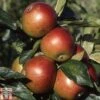 Apple 'Fiesta' 2 Apple 'Fiesta' -FruitHaven Shop APPL TKA1751 A
