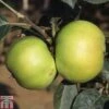 Apple 'Bountiful' 2 Apple 'Bountiful' -FruitHaven Shop APPL TKA1819 A