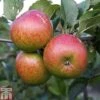 Apple 'Lord Lambourne' 1 Apple 'Lord Lambourne' -FruitHaven Shop APPL TKA1855 A