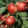 Apple 'Santana' 2 Apple 'Santana' -FruitHaven Shop APPL TKA1869 A