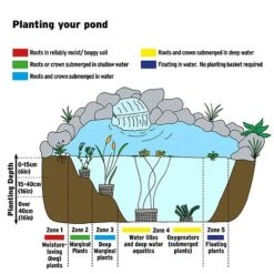Rumex Sanguineus (Marginal Aquatic) -FruitHaven Shop AQUATIC IMAGE B h