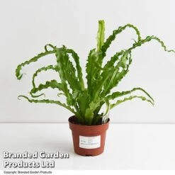 Asplenium Antiquum 'Osaka' 11 Asplenium Antiquum 'Osaka' -FruitHaven Shop ASPL OSAKA12CM T47342