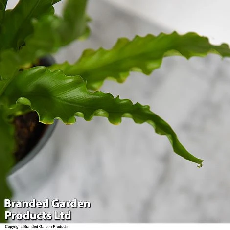 Asplenium Antiquum 'Osaka' 4 Asplenium Antiquum 'Osaka' - Image 2