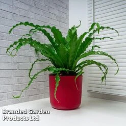 Asplenium Antiquum 'Osaka' 10 Asplenium Antiquum 'Osaka' -FruitHaven Shop ASPL OSAKA WKF1159