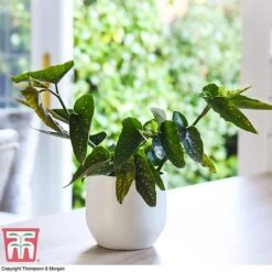 Featured Products -FruitHaven Shop BEG WKB2725 A