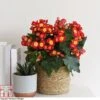 Begonia Elatior 'Valentino Pink' 2 Begonia Elatior 'Valentino Pink' -FruitHaven Shop BEGO WKB4120 A
