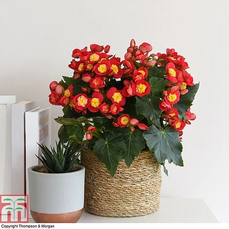 Begonia Elatior 'Valentino Pink' 3 Begonia Elatior 'Valentino Pink'