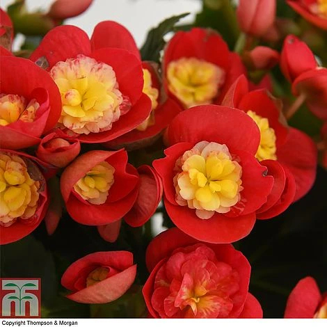 Begonia Elatior 'Valentino Pink' 4 Begonia Elatior 'Valentino Pink' - Image 2