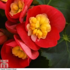 Begonia Elatior 'Valentino Pink' 9 Begonia Elatior 'Valentino Pink' -FruitHaven Shop BEGO WKB4120 D