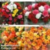 Begonia Bonanza Bundle 2 Begonia Bonanza Bundle -FruitHaven Shop BEGONIA BUNDLE