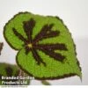 Begonia Masoniana 'Rock' 2 Begonia Masoniana 'Rock' -FruitHaven Shop BEGO JUNGLEROC T38833