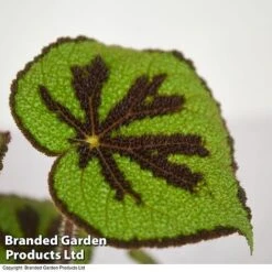 Featured Products 18 Begonia Masoniana 'Rock'