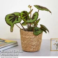 Featured Products -FruitHaven Shop BEGO JUNGLEROC T38836