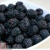 Blackberry 'Reuben' -FruitHaven Shop BLAC CWW4677 A h