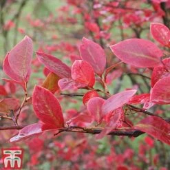 Blueberry Collection 11 Blueberry Collection -FruitHaven Shop BLUE AUTUMNFOL B6