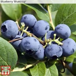 Blueberry Collection 9 Blueberry Collection -FruitHaven Shop BLUE BLUECROP