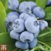 Blueberry 'Chandler' 1 Blueberry 'Chandler' -FruitHaven Shop BLUE CWW3179 A