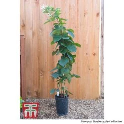 Blackberry 'Reuben' 7 Blackberry 'Reuben' -FruitHaven Shop BLUE CWW4677 CC