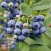 Blueberry 'Spartan' 2 Blueberry 'Spartan' -FruitHaven Shop BLUE TKA3660 AA