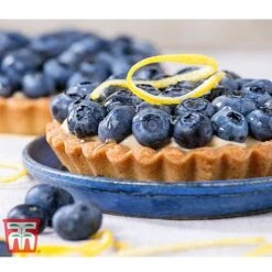 Blueberry 'Spartan' 12 Blueberry 'Spartan' -FruitHaven Shop BLUE TKA3660 CC