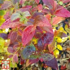 Blueberry 'Spartan' 13 Blueberry 'Spartan' -FruitHaven Shop BLUE TKA3660 DD