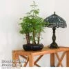 Bonsai Metasequoia Forest Mix In Oval Ceramic 1 Bonsai Metasequoia Forest Mix In Oval Ceramic -FruitHaven Shop BONS FORESTMIX T50181