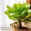 Brighamia Insignis 1 Brighamia Insignis -FruitHaven Shop BRIG INSIGNIS W50473
