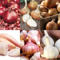 Bumper Autumn Planting Onion/Garlic/Shallot Collection