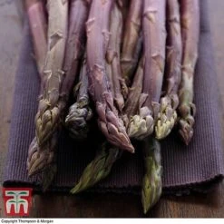 Asparagus Collection (Spring Planting) 9 Asparagus Collection (Spring Planting) -FruitHaven Shop Burgundin Asparagus2