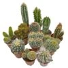 5 Cactus Plants Potted Cacti Houseplants Mixed Indoor Plant Selection 2 5 Cactus Plants Potted Cacti Houseplants Mixed Indoor Plant Selection -FruitHaven Shop CACTUSMIX 1